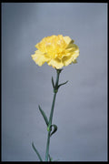 674030 Yellow Carnation A4 Photo Print