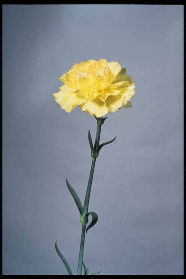 674030 Yellow Carnation A4 Photo Print