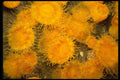674032 Yellow orange Clip Coral, Puget Sound, Washington A4 Photo Print