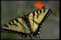 674036 Easter Swallowtail Butterfly On Orange A4 Photo Print