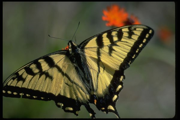 674036 Easter Swallowtail Butterfly On Orange A4 Photo Print