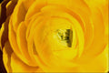 674058 Yellow Mum, Close up A4 Photo Print