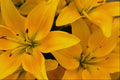 674059 Day Lilies A4 Photo Print