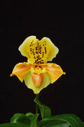 674060 Orchid Paphiopedlum, Golden Crown  A4 Photo Print