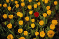 674061 Tulips At Hampton Court, London, England A4 Photo Print