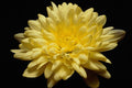 674062 Yellow Chrysanthemum A4 Photo Print