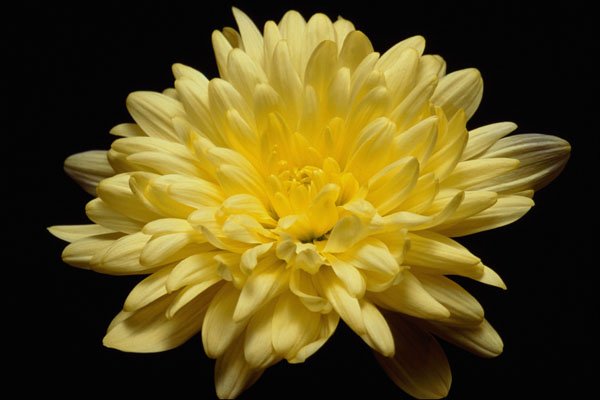 674062 Yellow Chrysanthemum A4 Photo Print