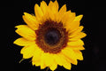 674063 Yellow Sunflower A4 Photo Print
