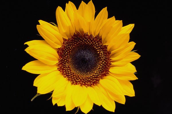 674063 Yellow Sunflower A4 Photo Print