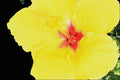 674064 Yellow Flower, Hybrid Hibiscus A4 Photo Print