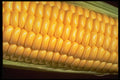 674068 Corn On The Cob A4 Photo Print