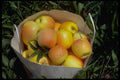 674069 Golden Apples A4 Photo Print