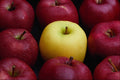 674070 Table Top Of Nine Apples, Yellow And Red A4 Photo Print