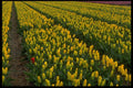 674076 Yellow Tulips, Sassenheim, Netherlands A4 Photo Print