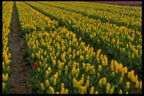 674076 Yellow Tulips, Sassenheim, Netherlands A4 Photo Print