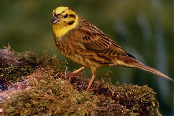 674078 Male Yellowhammer A4 Photo Print
