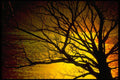 674082 Abstract Of Tree And Water, Upstate New York A4 Photo Print