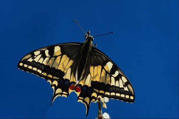 674086 Swallowtail, Butterfly A4 Photo Print