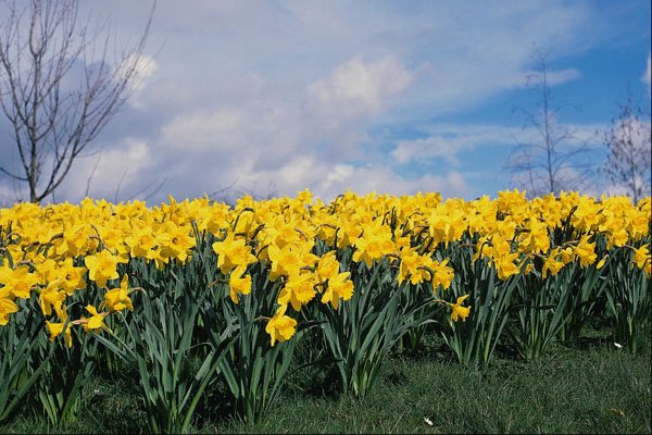 674089 Spring Daffodils, Shrewsbury, Shropshire, England A4 Photo Print