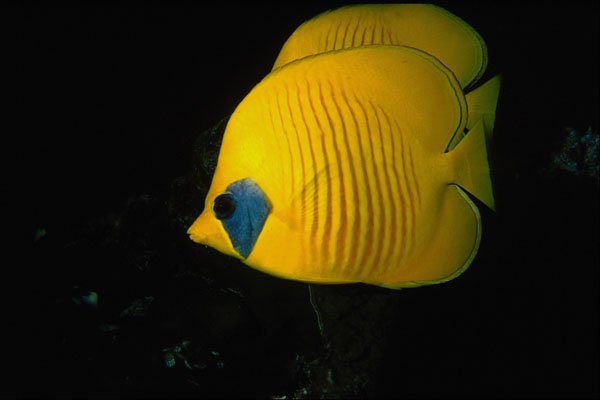 674092 Blue Cheed (masked) Butterfly Fish, Red Sea, Egypt A4 Photo Print