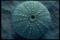 675004 Green Sea Urchin A4 Photo Print