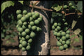 675005 Green Grape Clusters A4 Photo Print