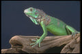 675008 Green Iguana A4 Photo Print