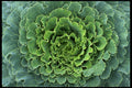 675010 Design In Green A4 Photo Print