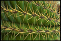 675011 Cactus Lines And Graphics A4 Photo Print