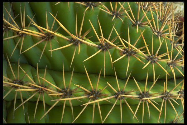 675011 Cactus Lines And Graphics A4 Photo Print