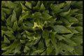 675015 Jungle Leaves A4 Photo Print