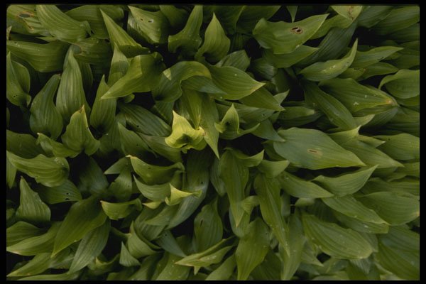 675015 Jungle Leaves A4 Photo Print