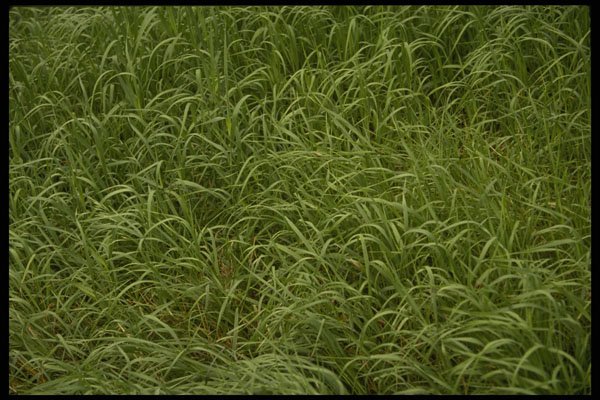 675016 Lawn Pattern In The Wind A4 Photo Print
