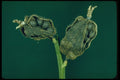 675019 Canna Indica (Indian Shot, Ali'ipoe) A4 Photo Print