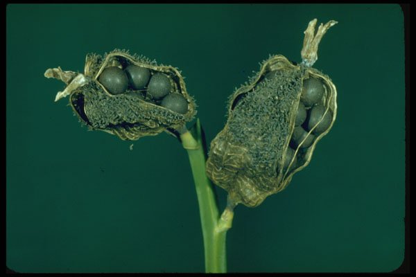 675019 Canna Indica (Indian Shot, Ali'ipoe) A4 Photo Print