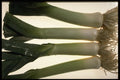 675021 Leeks A4 Photo Print