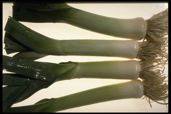675021 Leeks A4 Photo Print