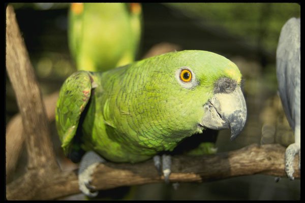 675024 Parrot A4 Photo Print