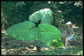 675025 Mexican Rain Forest A4 Photo Print