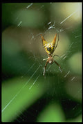 675026 Unidentified Insect, Monteverde Cloud Forest, Costa Rica A4 Photo Print