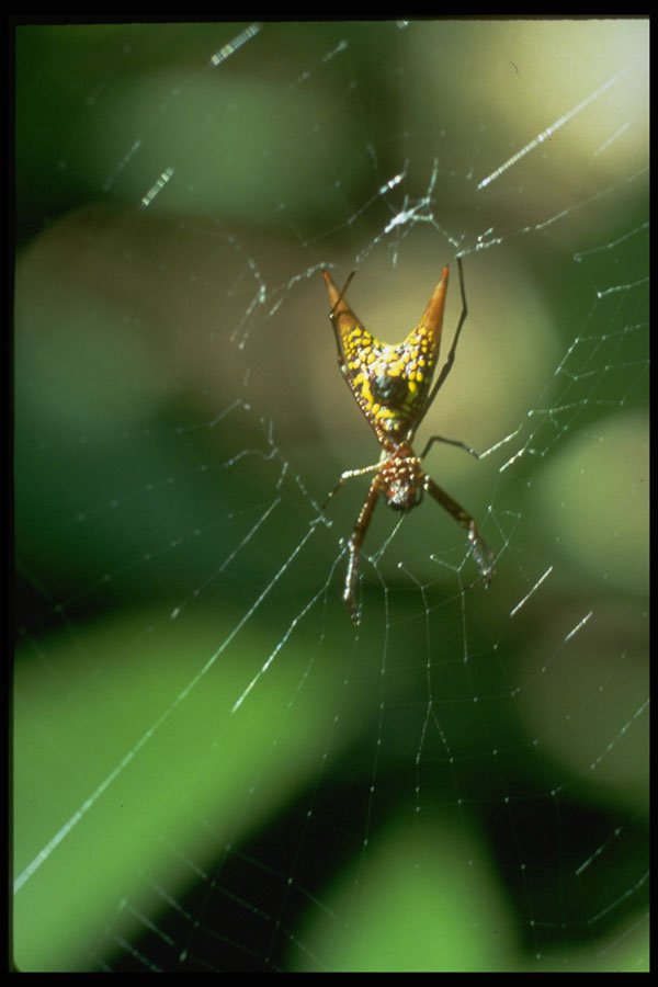 675026 Unidentified Insect, Monteverde Cloud Forest, Costa Rica A4 Photo Print