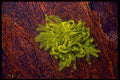 675027 A Crinoid Or Feather Star Moves Across A Red Sea Fan A4 Photo Print