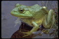 675030 Bullfrog, Lake St. Peter, Ontario, Canada A4 Photo Print