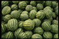 675032 Watermelon, Gausu Province, China A4 Photo Print
