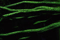 675038 Green Tree Trunks At Night A4 Photo Print