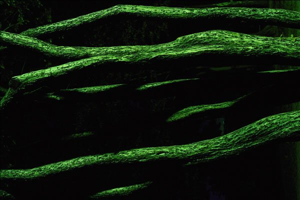 675038 Green Tree Trunks At Night A4 Photo Print