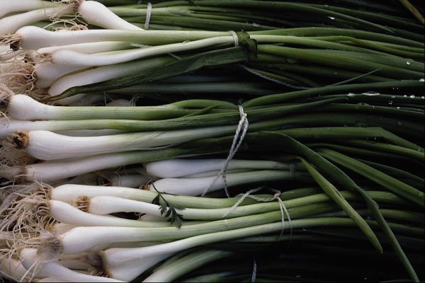 675040 Green Onions A4 Photo Print