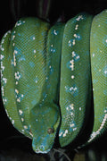 675044 Green Tree Python, New Guinea A4 Photo Print