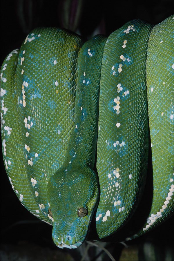 675044 Green Tree Python, New Guinea A4 Photo Print