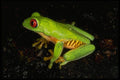 675045 Red eyed Tree Frog, Costa Rica A4 Photo Print